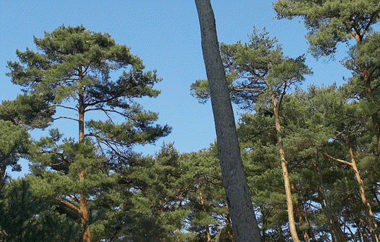 9225efc37158d287ff2419384186edfc_1635659644_79.gif